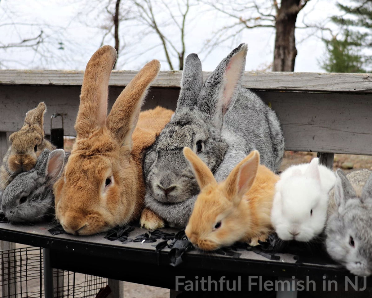 cottontail rabbits for sale near me