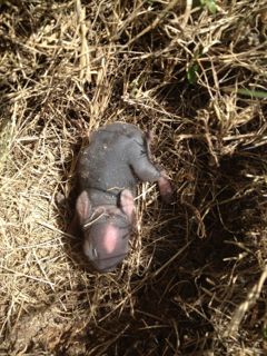 Cottontail kits found in yard