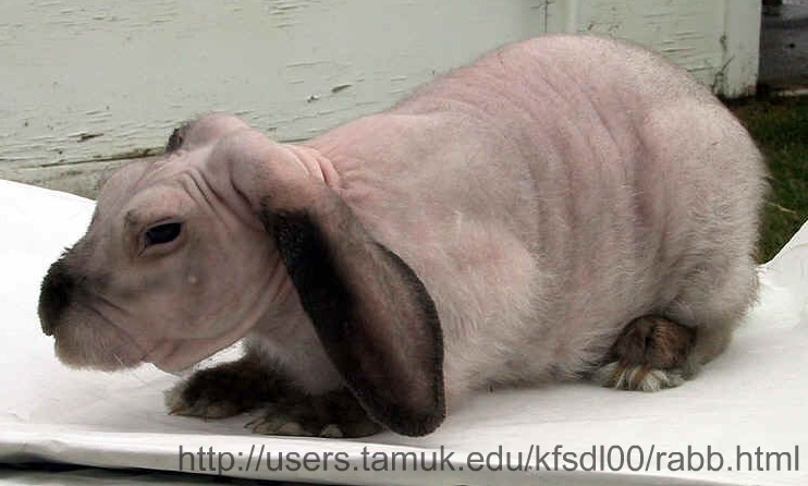 TAMUK, home of the Furless Rabbit