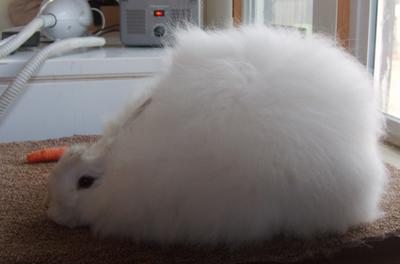 You KNOW you are in trouble when your dust bunnies have EYES!!!