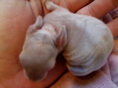 The color of the pink baby a few days later