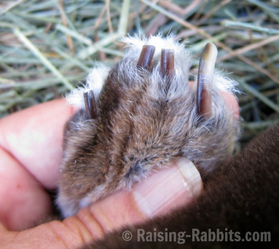 Rabbit's hind paw with 3 of its 4 claws trimmed