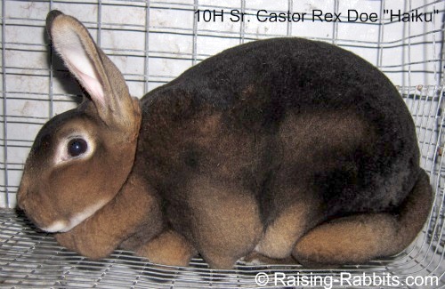 Castor Rex Rabbit is an agouti – “A”