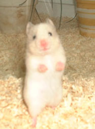 Hamster in pine shavings pictured on Hammysworld.com