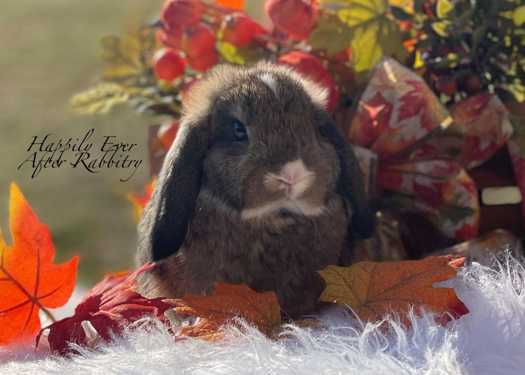 happily-ever-after-05-fall-lop
