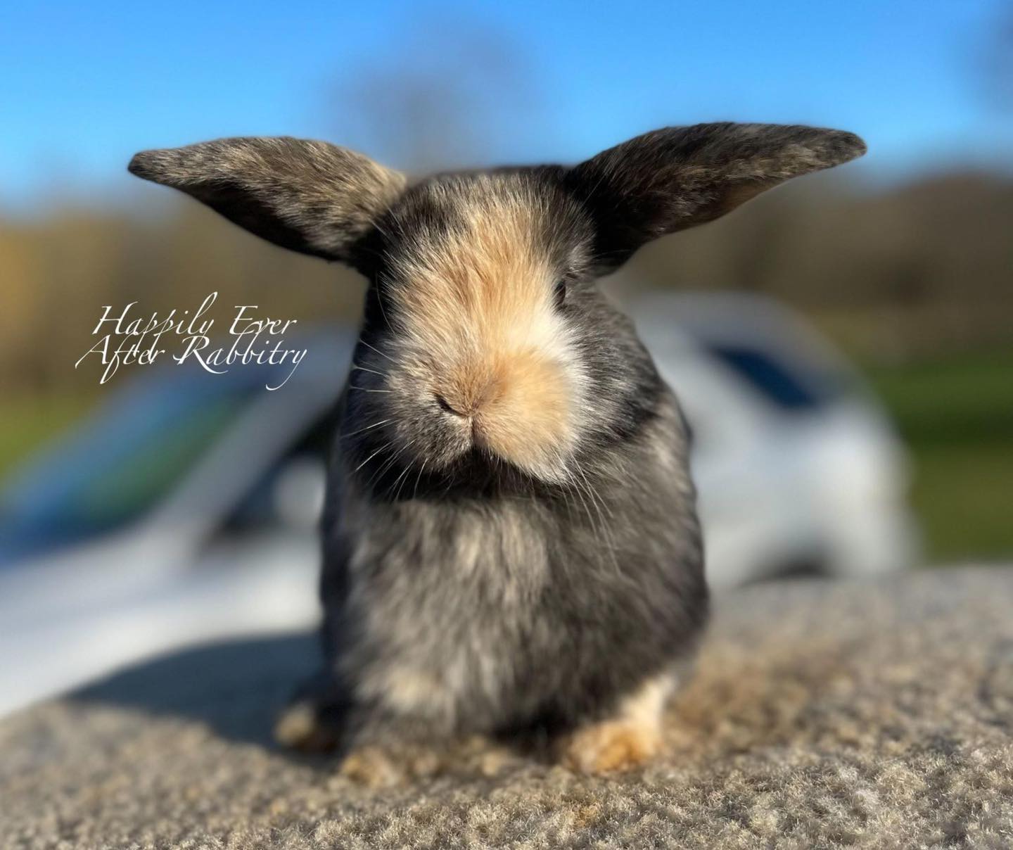 Holland Lop with helicopter ears. If Sally Field could do it, I can too! Holland Lop with helicopter ears. If Sally Field could do it, I can too! happily-ever-after-95-rabbit-helicopter-ears