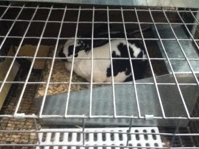 This is Adella, it's her 31st day just chilling in her insulated nesting box, No Kits, fur, nor anymore hay