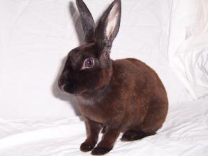 How Much Should A Rabbit Drink How Much Should A Rabbit Drink