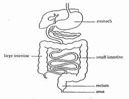Human Digestive Tract Sketch