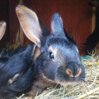 Belgian Hare 3 weeks old