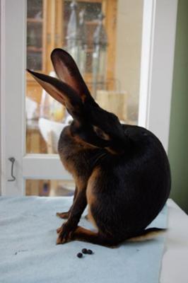 Beautiful 'Biscuit,' my Belgian Hare doe