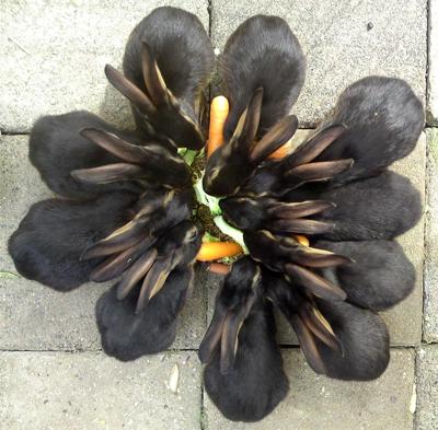 A flower of bunnies