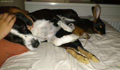 Biscuit in the arms of Chaplin the dog