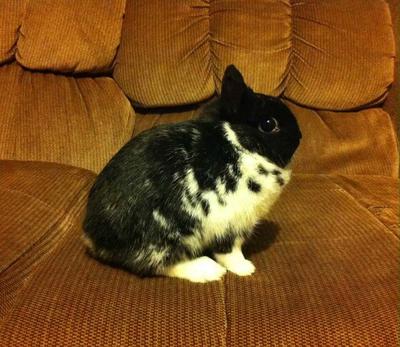 Erin, broken black doe