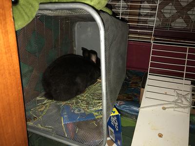 Here is the home I built my two rabbits. It's not done yet but close. The dark brown one is Nibbles the female and the grey one is Peter. (Pic by BunnyBear)