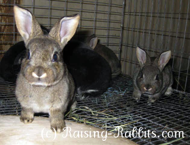 Inquisitive Rex rabbit kits