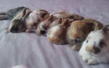 Chestnut Agouti Satin Angora