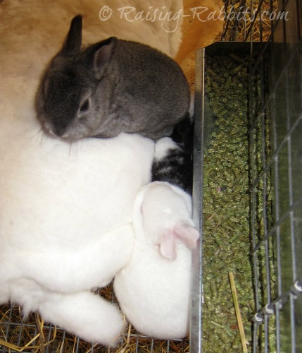 Metal J-Feeder filled with rabbit pellets.