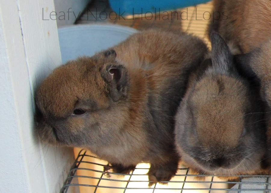 Earless/missing ear holland lop rabbit. Earless/missing ear holland lop rabbit.
