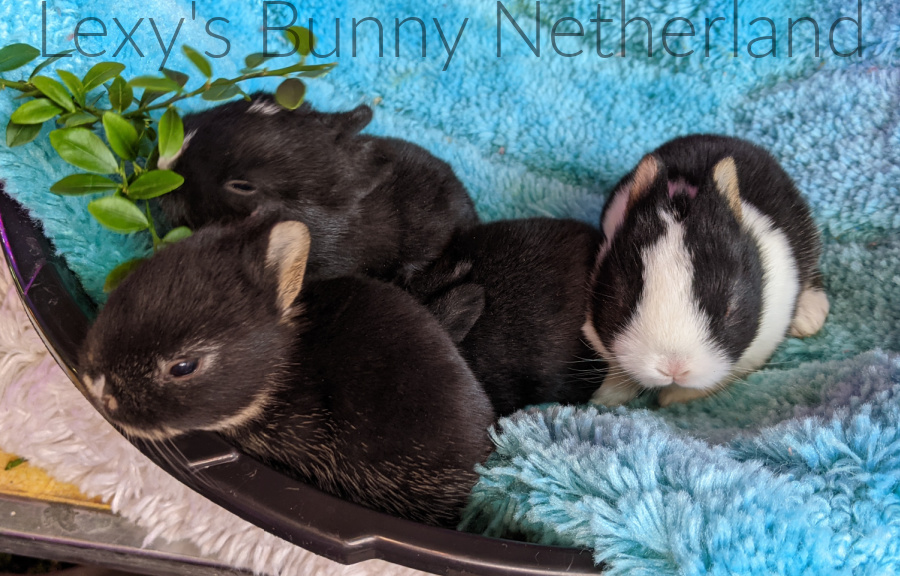 Featured Rabbit Breeder Index