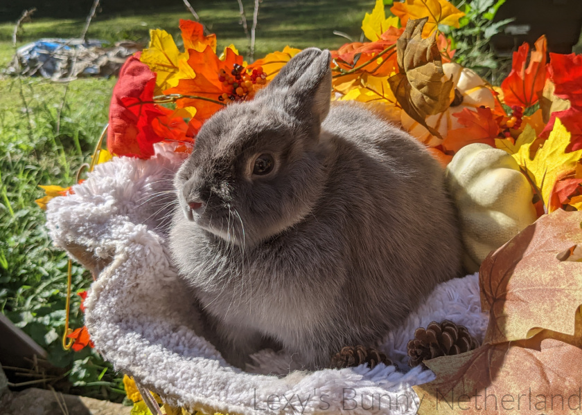 lexys-bunny-netherland-17-fall-netherland-dwarf
