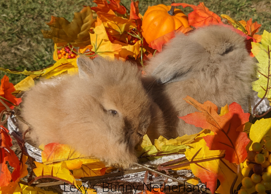 lexys-bunny-netherland-18-fall-jersey-woolies