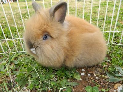 Beautiful blue eyed Bella
