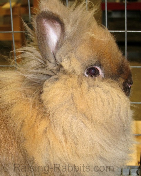 orange lionhead rabbit