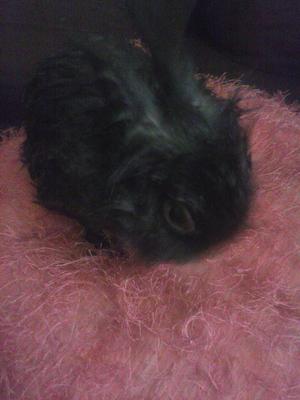 After the spiders......