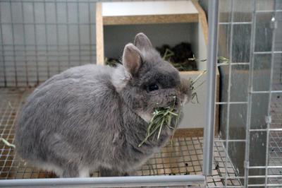 Mama Rabbit Preparing Her Babies Crib