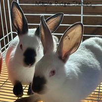 Black Point Himalayans maple-ridge-stables-02-chocolate-point-himilayans