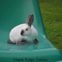 Blue Point Himilayan on slide maple-ridge-stables-03-blue-point-himilayan-on-slide