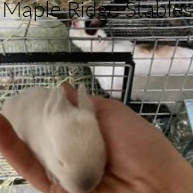 Blue Point Himilayan Kit maple-ridge-stables-05-blue-point-himilayan-kit