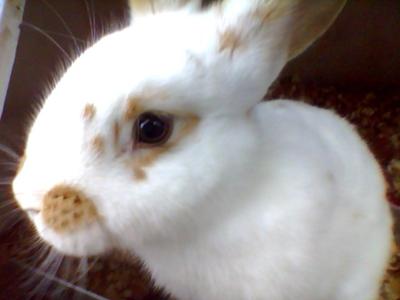 holland lop rex mix