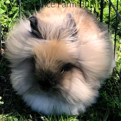 moondance-farm-bunnery-1-lionhead moondance-farm-bunnery-1-lionhead