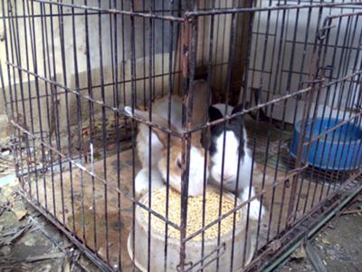 My Rabbits