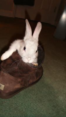 He is a sneaky lil bunny.