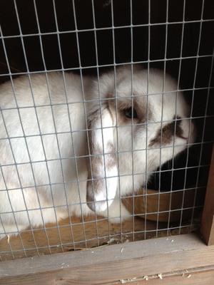 Patch the father if Silk was pregnant