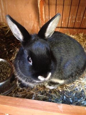 Bubbles who lived under Silk