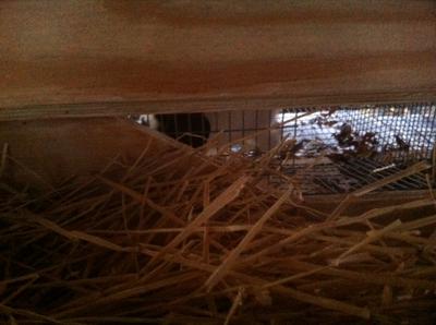 Nest box with lid raised