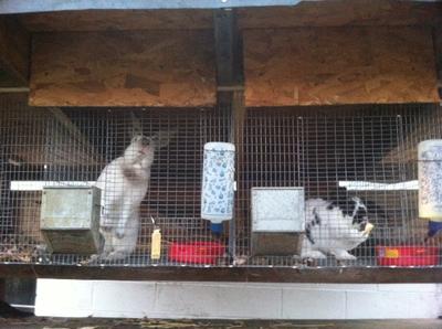 My first doe and buck (L&R)