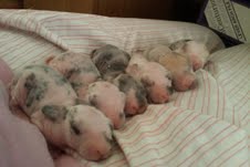 Mysti's babies when they were three days old
