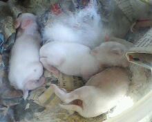 3 kits from an 'unplanned' rabbit pregnancy