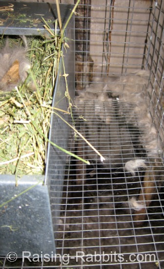 Rabbit is trying to build her nest outside her nest box, and the fur is falling through to the ground beneath the cage