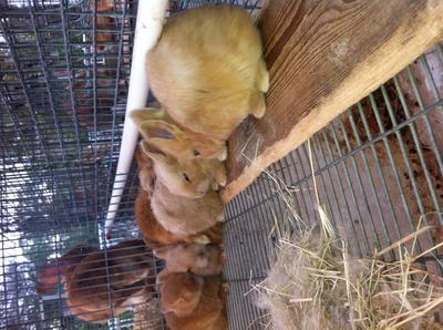 New Zealand Fawn Babies