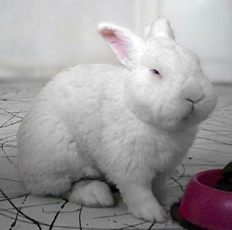 NZW pet rabbit in Romania