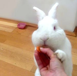 NZW pet rabbit in Romania nibbling carrot