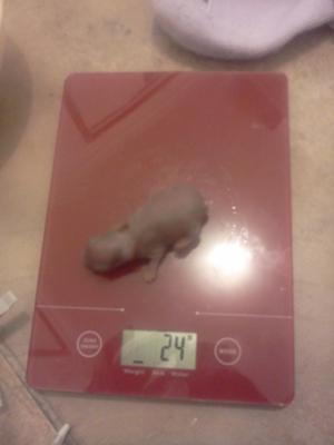 The biggest one, weighing 23grams after feeding (0.8oz)