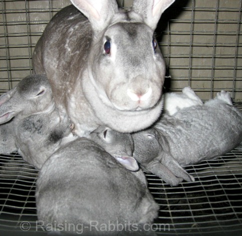 Weaning Rabbits. Minimize stress at 