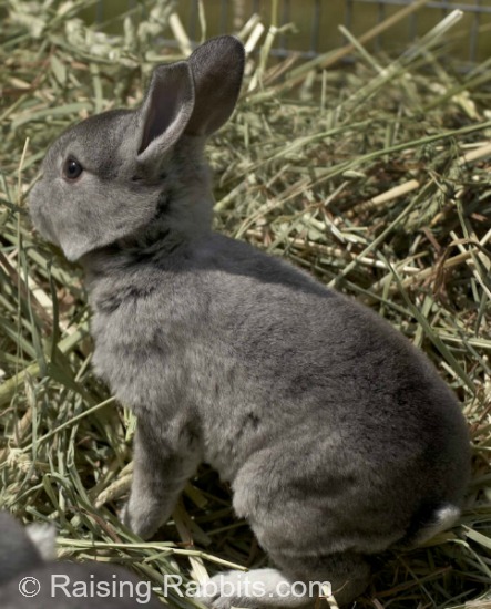 Chinchilla Rex Rabbit enjoying a romp in the grass. Rex rabbits are suitable for both meat rabbits and pelt rabbits.